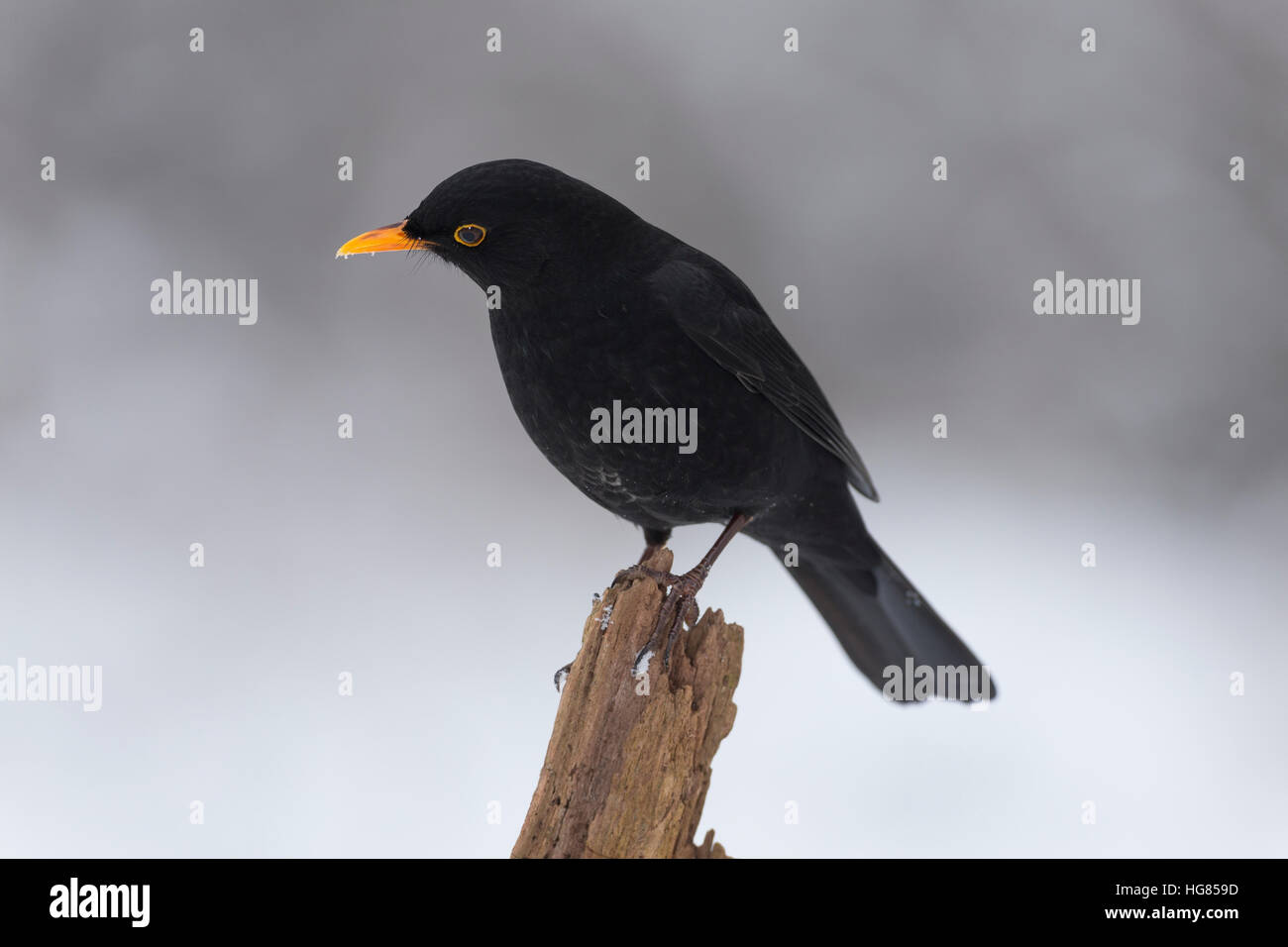Amsel, Schwarzdrossel, Männchen, Winter, Schnee, Turdus merula, Blackbird, male, snow, Merle noir Stock Photo