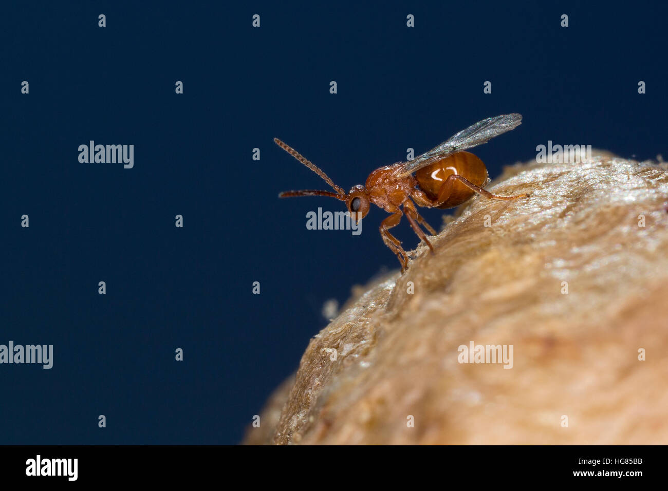 Kartoffel Galle High Resolution Stock Photography and Images - Alamy