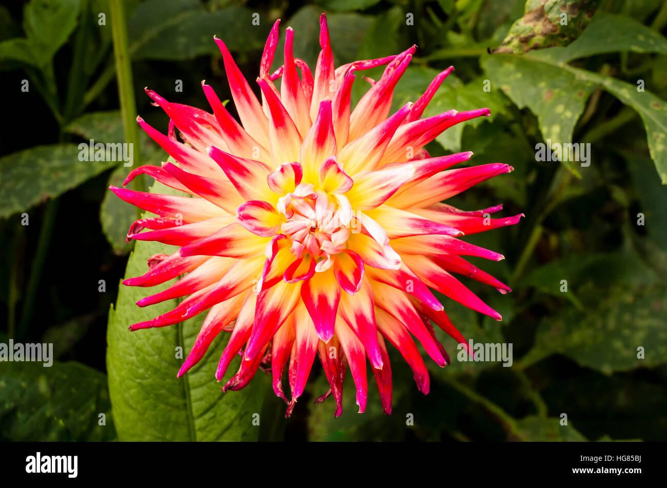 Dahlia Bora Bora flowering in September in th UK Stock Photo