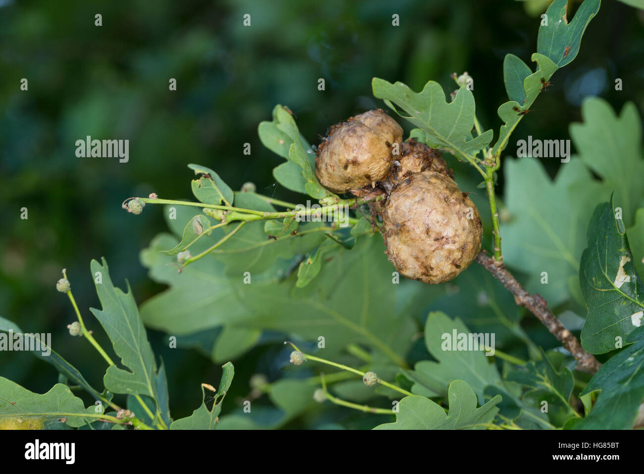 Gallwespen High Resolution Stock Photography and Images - Alamy
