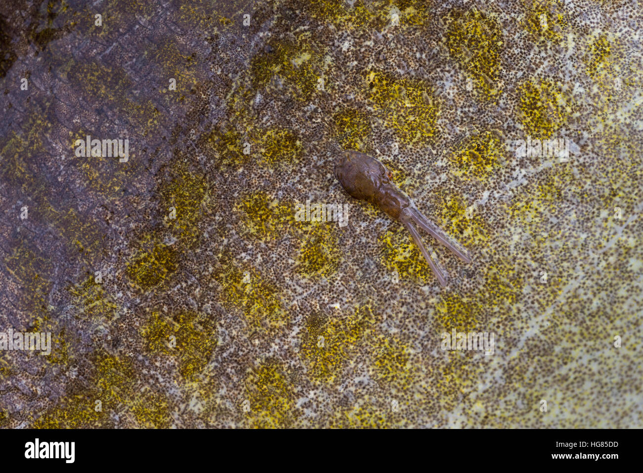 Fischlaus auf der Haut von einem Dorsch, Kabeljau, Fischläuse, sea louse, sea lice, copepod, copepods, Caligidae. Parasit, Parasiten, Parsitismus, Fis Stock Photo