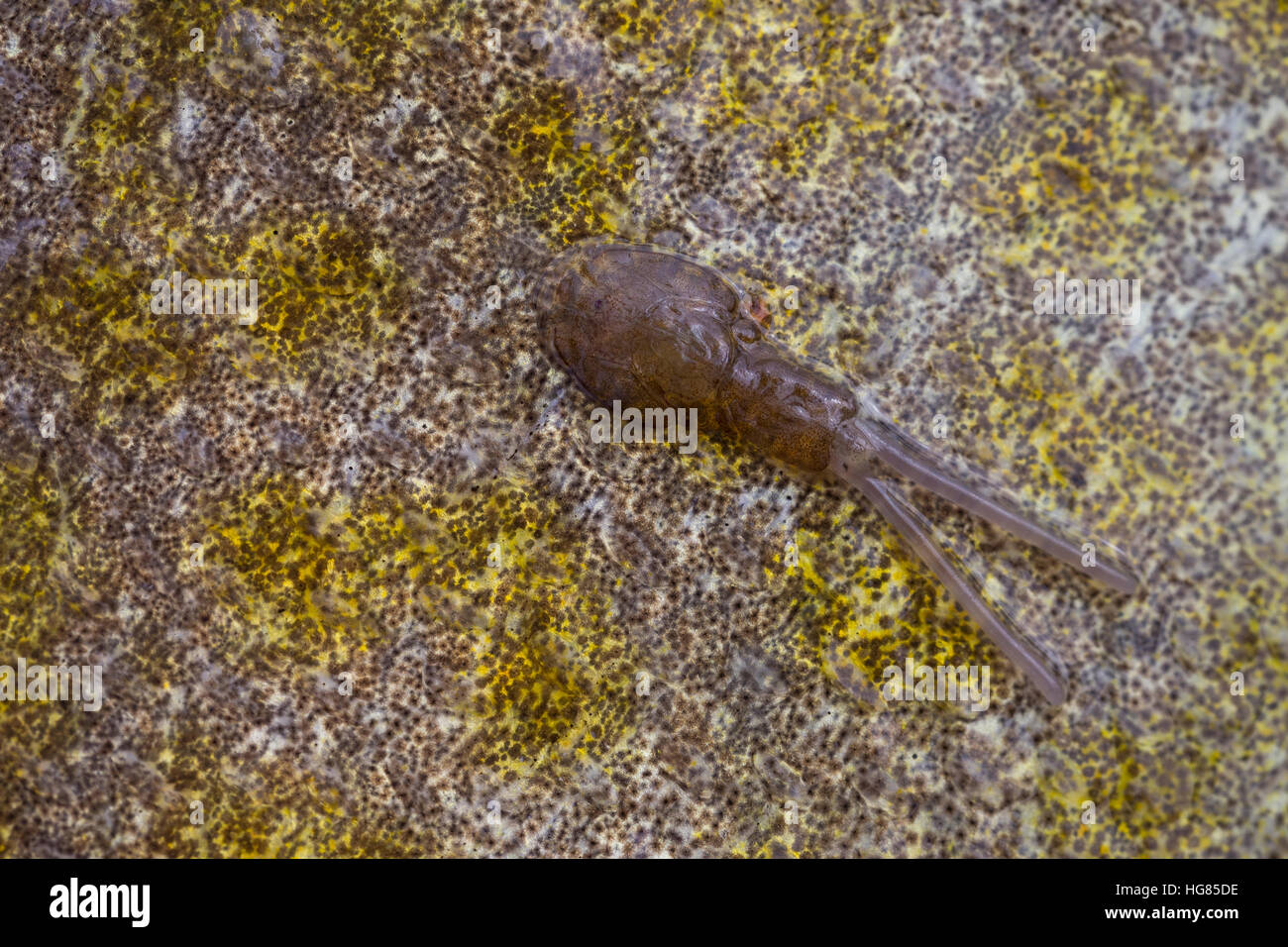 Fischlaus auf der Haut von einem Dorsch, Kabeljau, Fischläuse, sea louse, sea lice, copepod, copepods, Caligidae. Parasit, Parasiten, Parsitismus, Fis Stock Photo