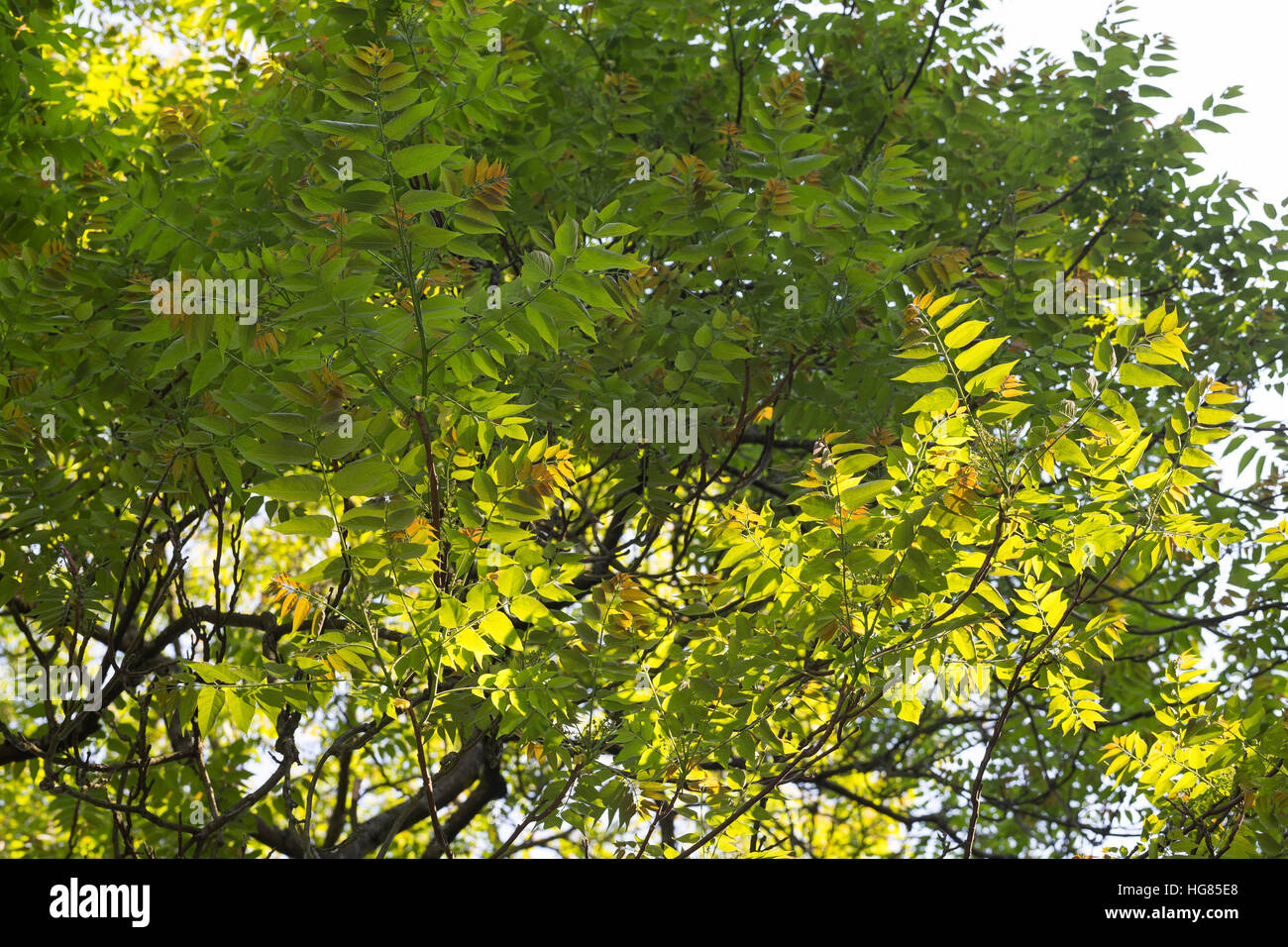 Götterbaum, Chinesischer Götterbaum, Ailanthus altissima, Ailanthus glandulosa, tree of heaven, ailanthus, chouchun, L'Ailante glanduleux, Ailante, Fa Stock Photo