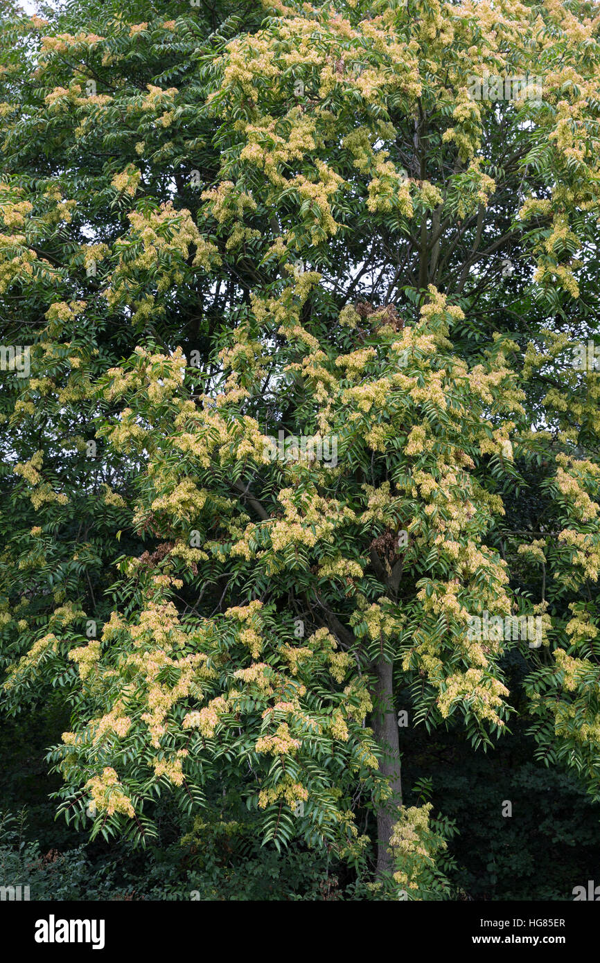 Götterbaum, Frucht, Früchte, Chinesischer Götterbaum, Ailanthus altissima, Ailanthus glandulosa, tree of heaven, fruit, ailanthus, chouchun, L'Ailante Stock Photo