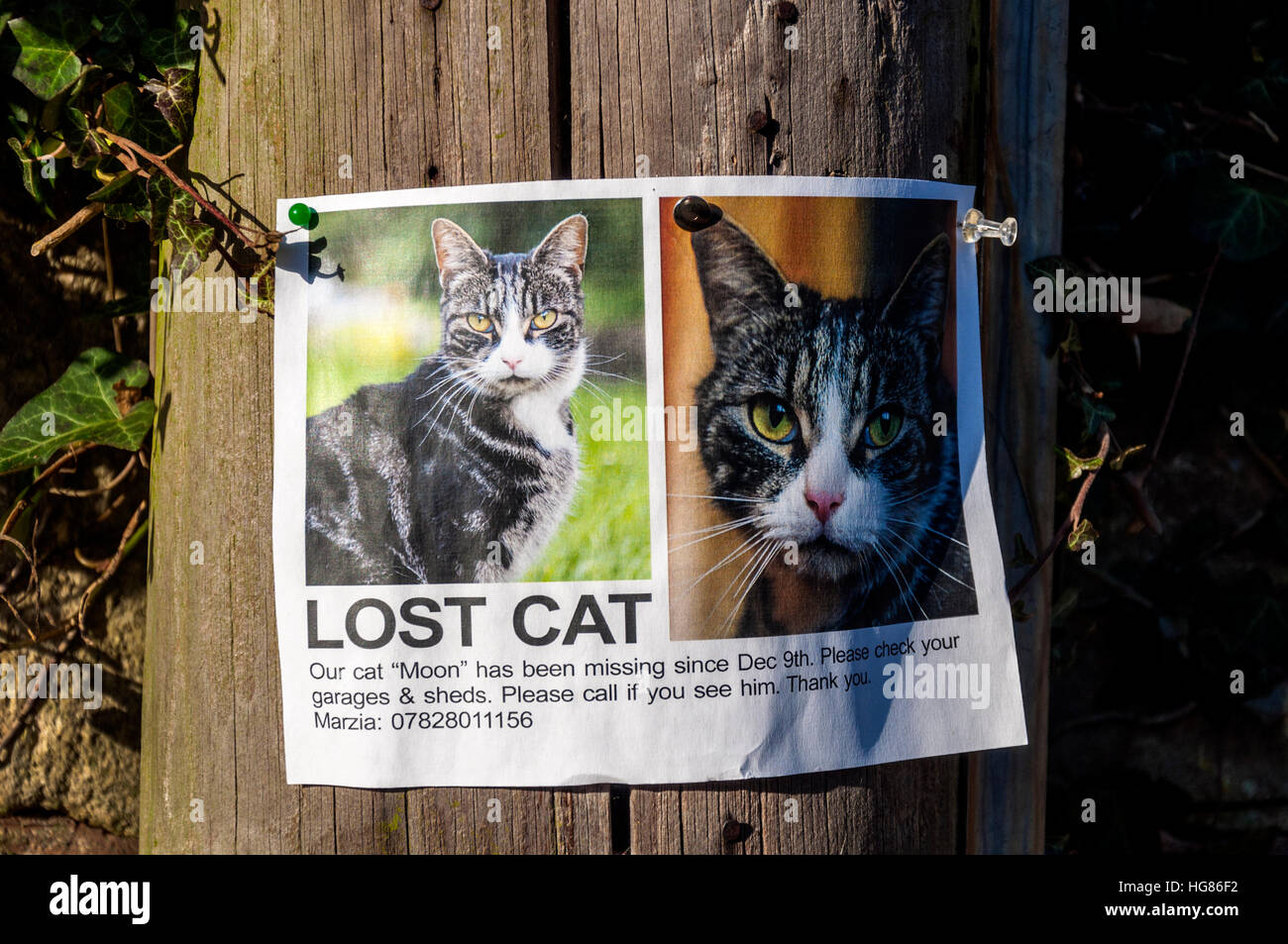 Sign on street post Lost Cat Stock Photo