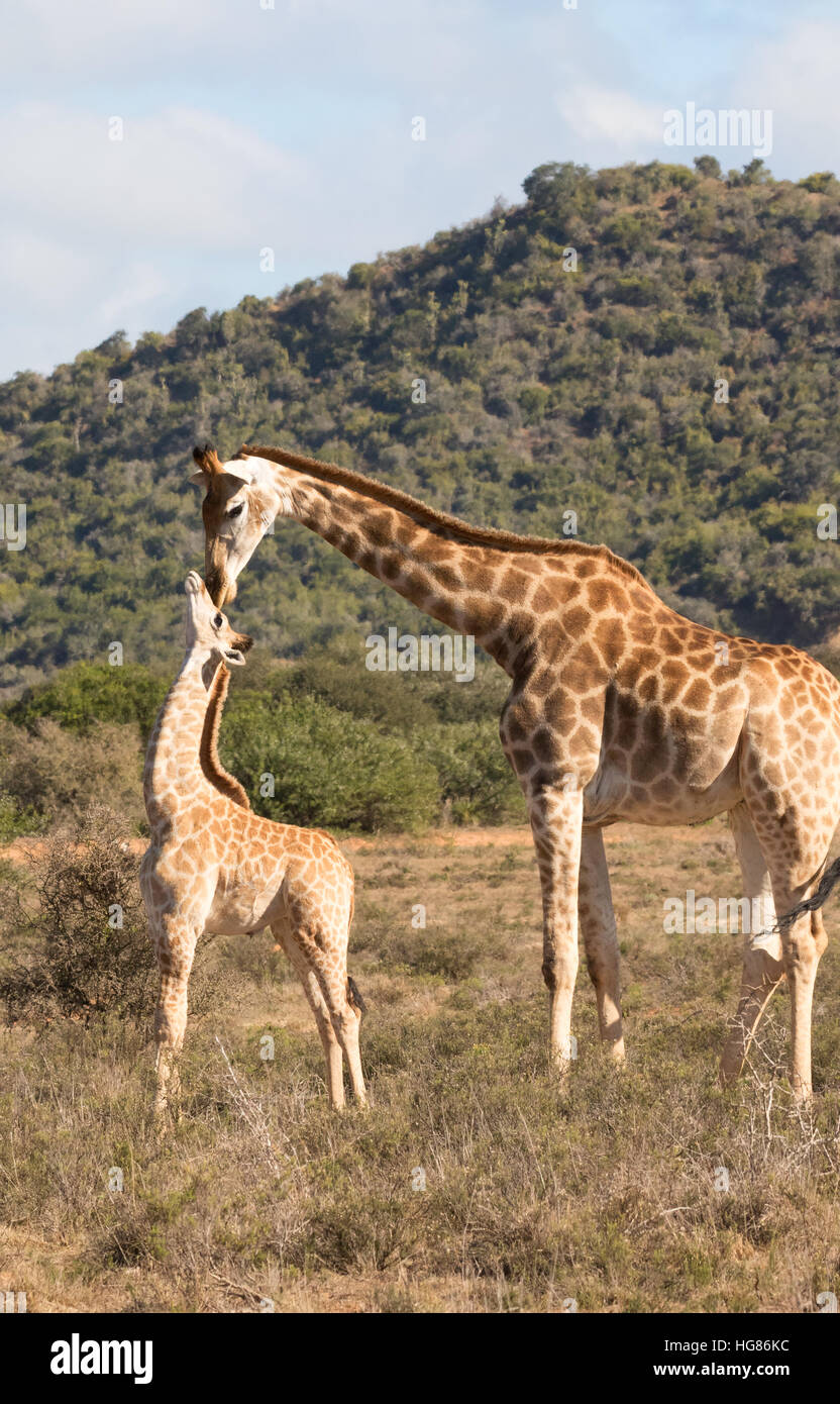 Adult Southern Giraffe and baby ( Giraffa Giraffa ), South Africa Stock Photo