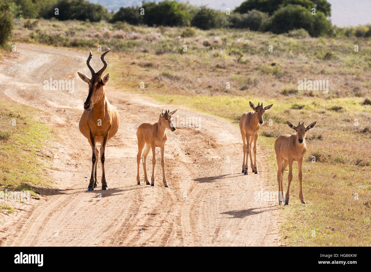 Hartebeest adult female ( Alcelaphus buselaphus ), and young, South ...