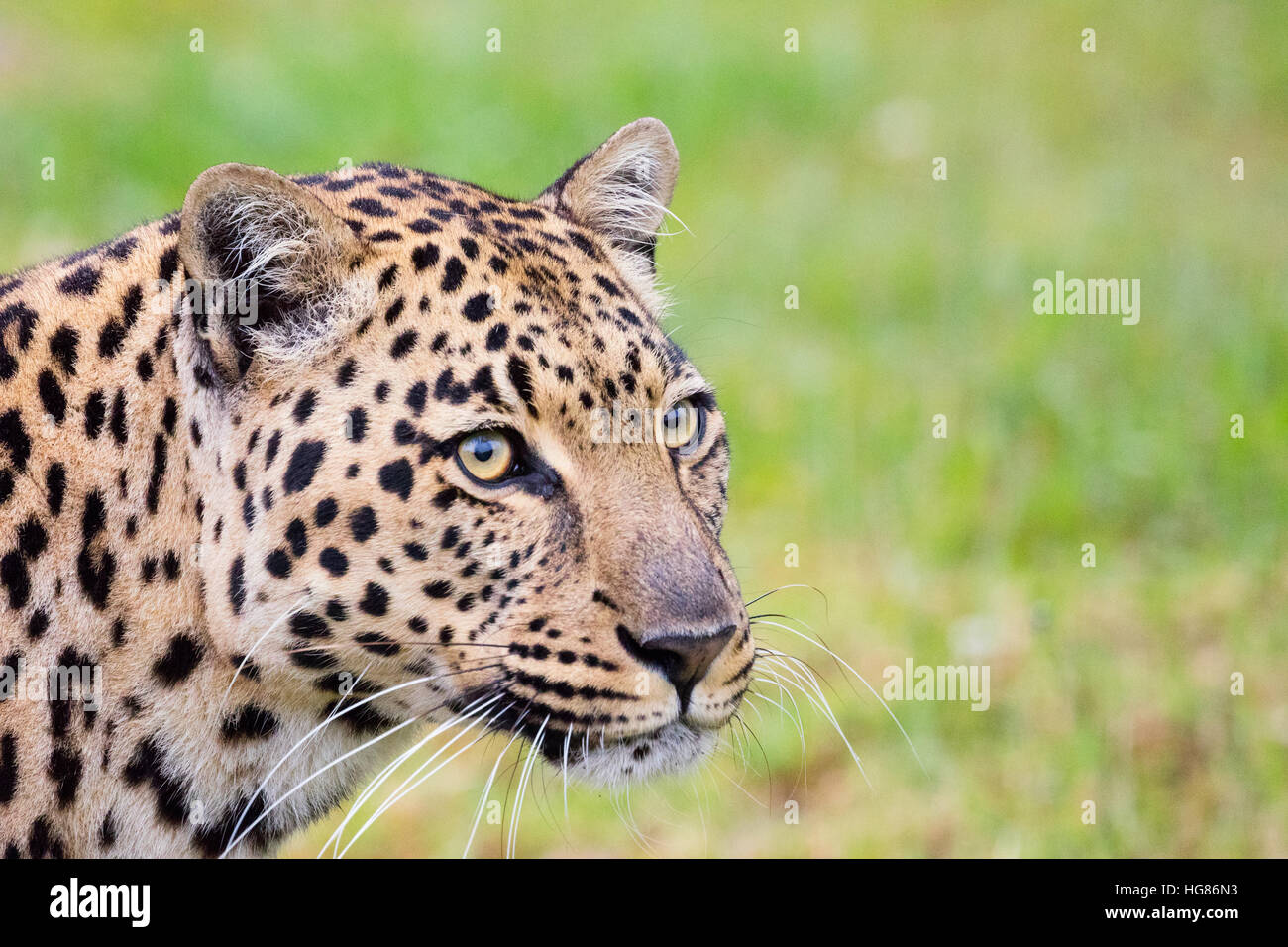 Leopard, ( panthera pardus ), Tenikwa Cat Sanctuary, South Africa Stock Photo