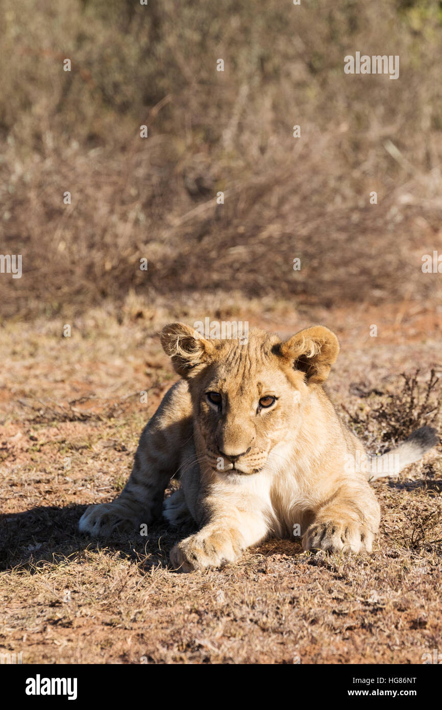 Lion africa cub hi-res stock photography and images - Alamy