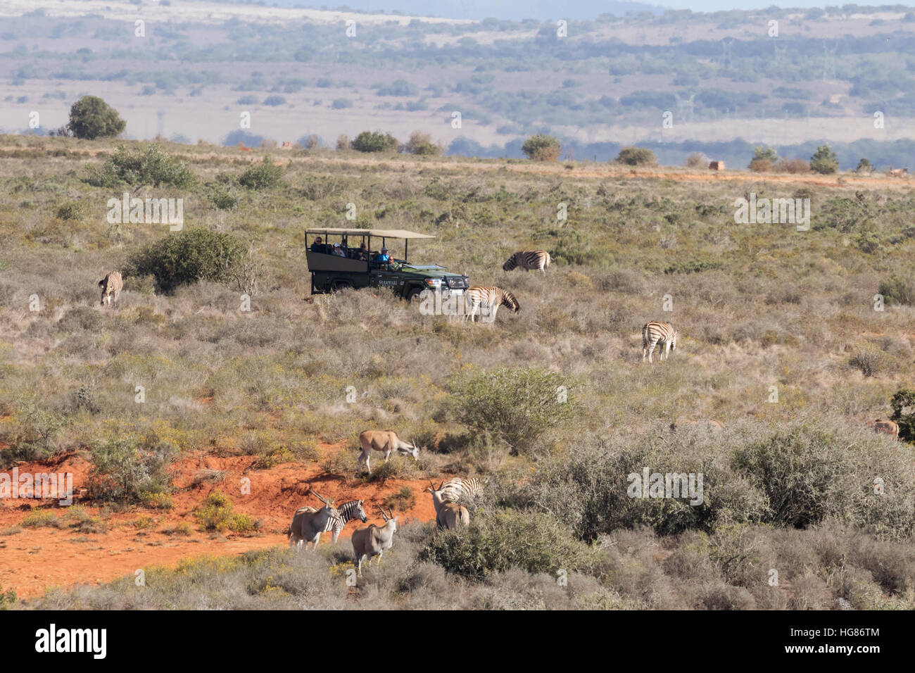 South Africa safari Jeep Safari and african wildlife, Shamwari Game