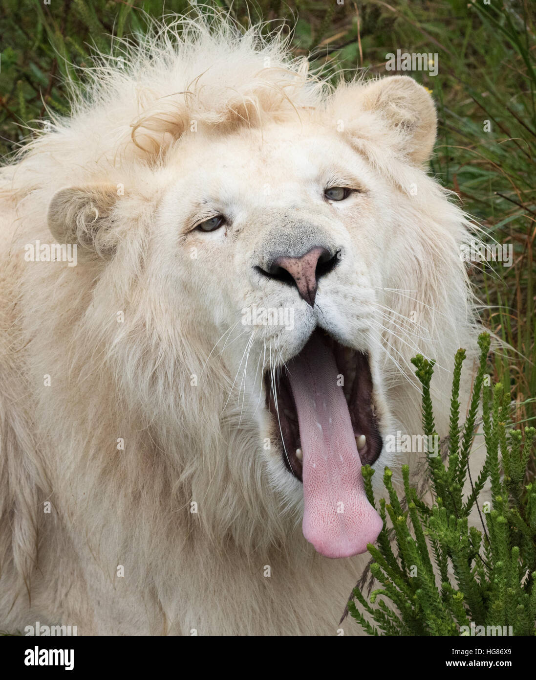 Adult male white lion ( Panthera leo krugeri ), yawning, Tenikwa Wildlife Awareness Centre, South Africa Stock Photo