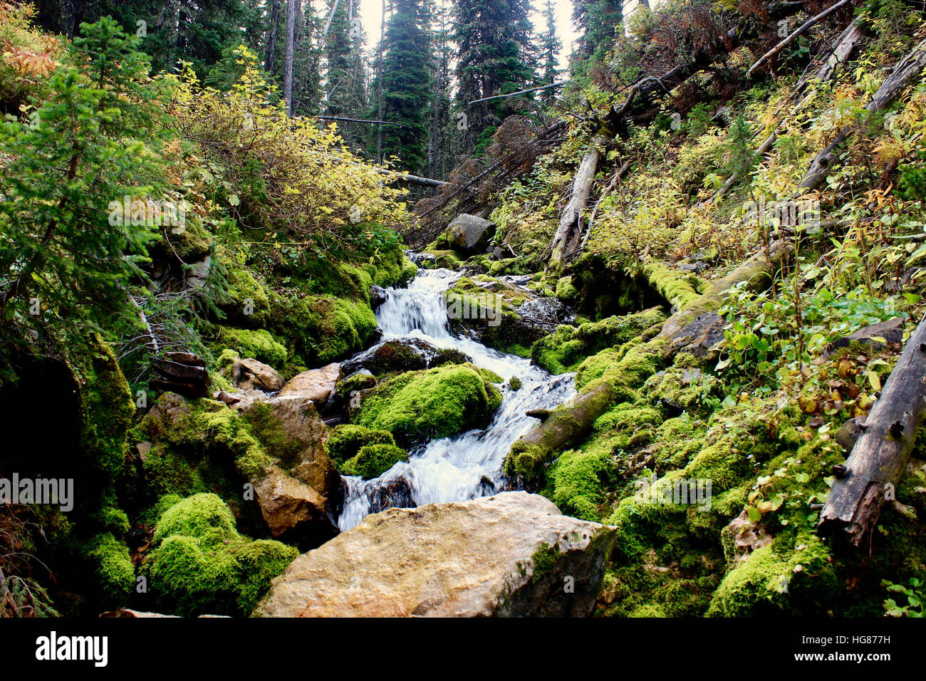 Stream flowing water through forest hi-res stock photography and images ...