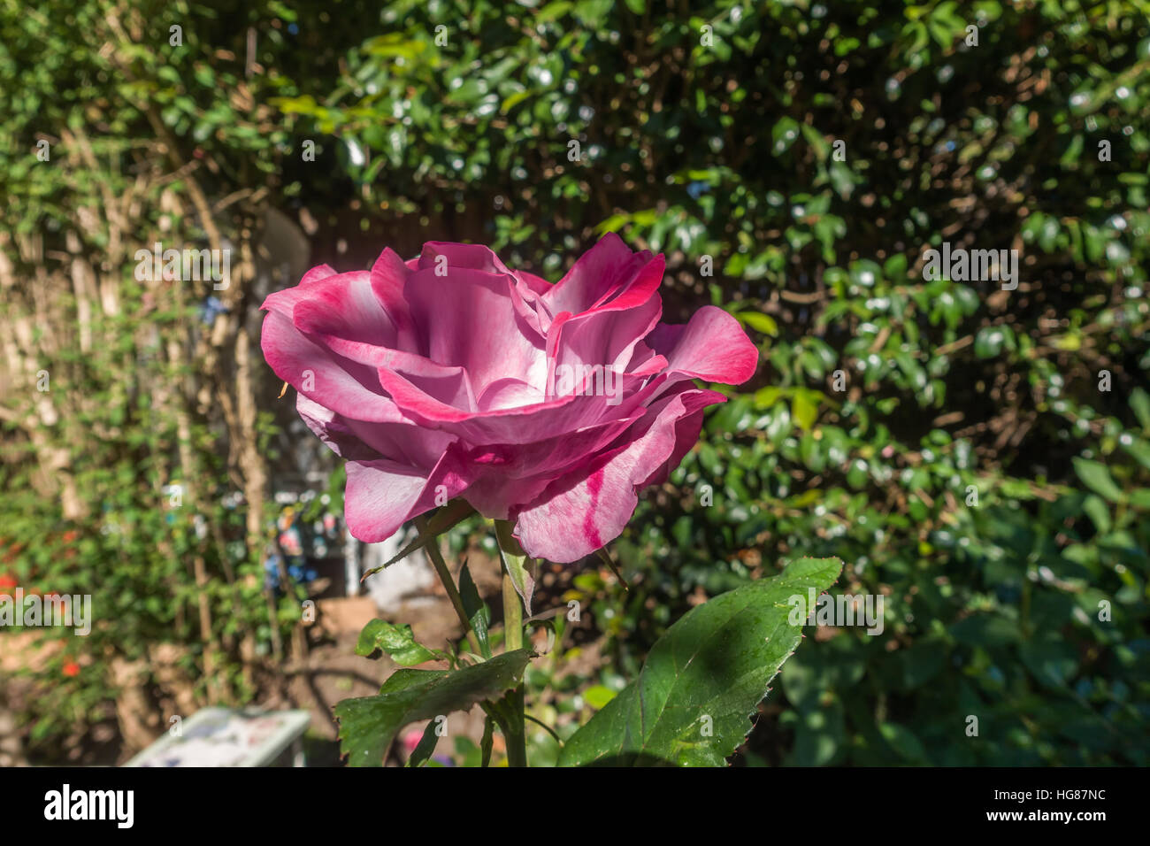 Photo of a large pinkish red rose with traces of white. Stock Photo