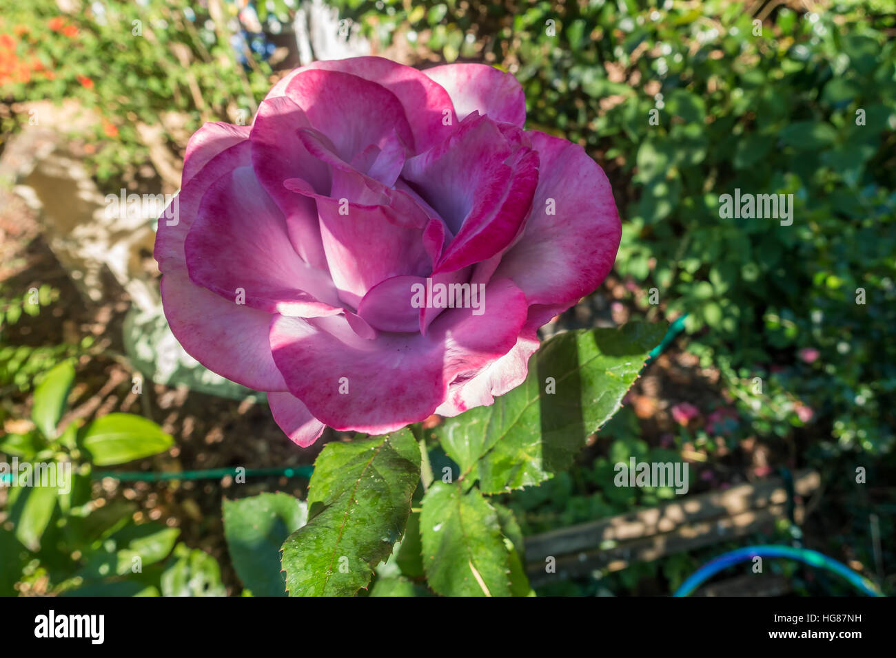 Photo of a large pinkish red rose with traces of white. Stock Photo