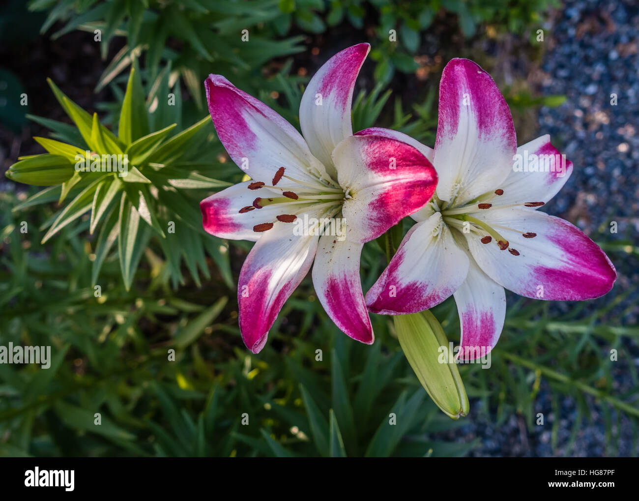 A closeup shot of pink and white Lilies Stock Photo - Alamy
