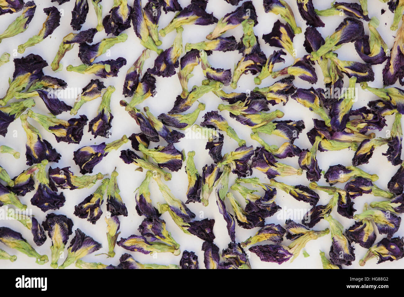 Dry buds plants Clitoria ternatea for making blue thai tea Stock Photo