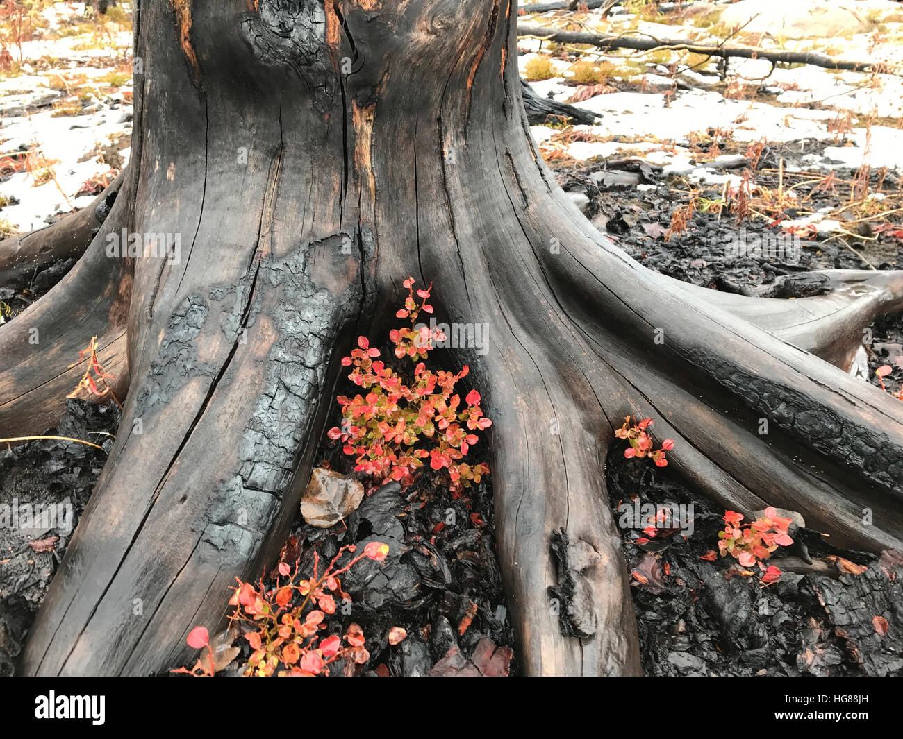 Plants growing below tree Stock Photo Alamy
