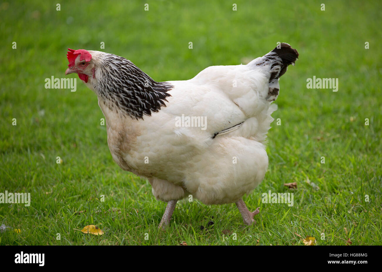 Light Sussex Chicken, single adult walking on grass, Cornwall, UK Stock Photo