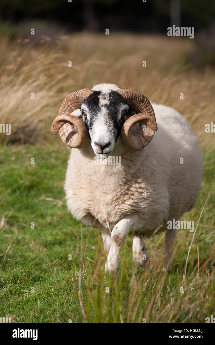 Sheep ram black faced hires stock photography and images Alamy