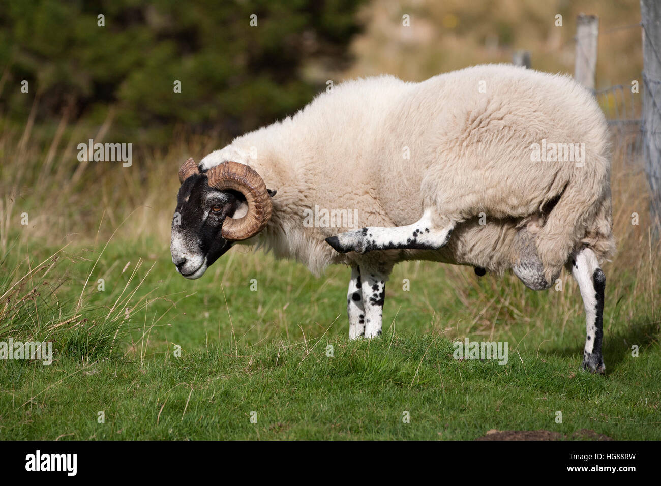 Ram, male sheep