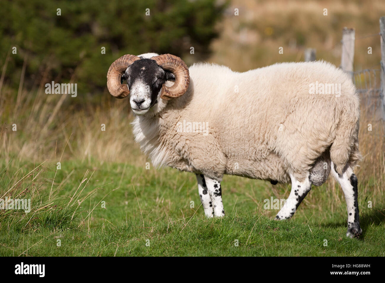 Black-faced Sheep ram, portrait of single adult male standing in field, Findhorn Valley, Highlands, Scotland, UK. Stock Photo