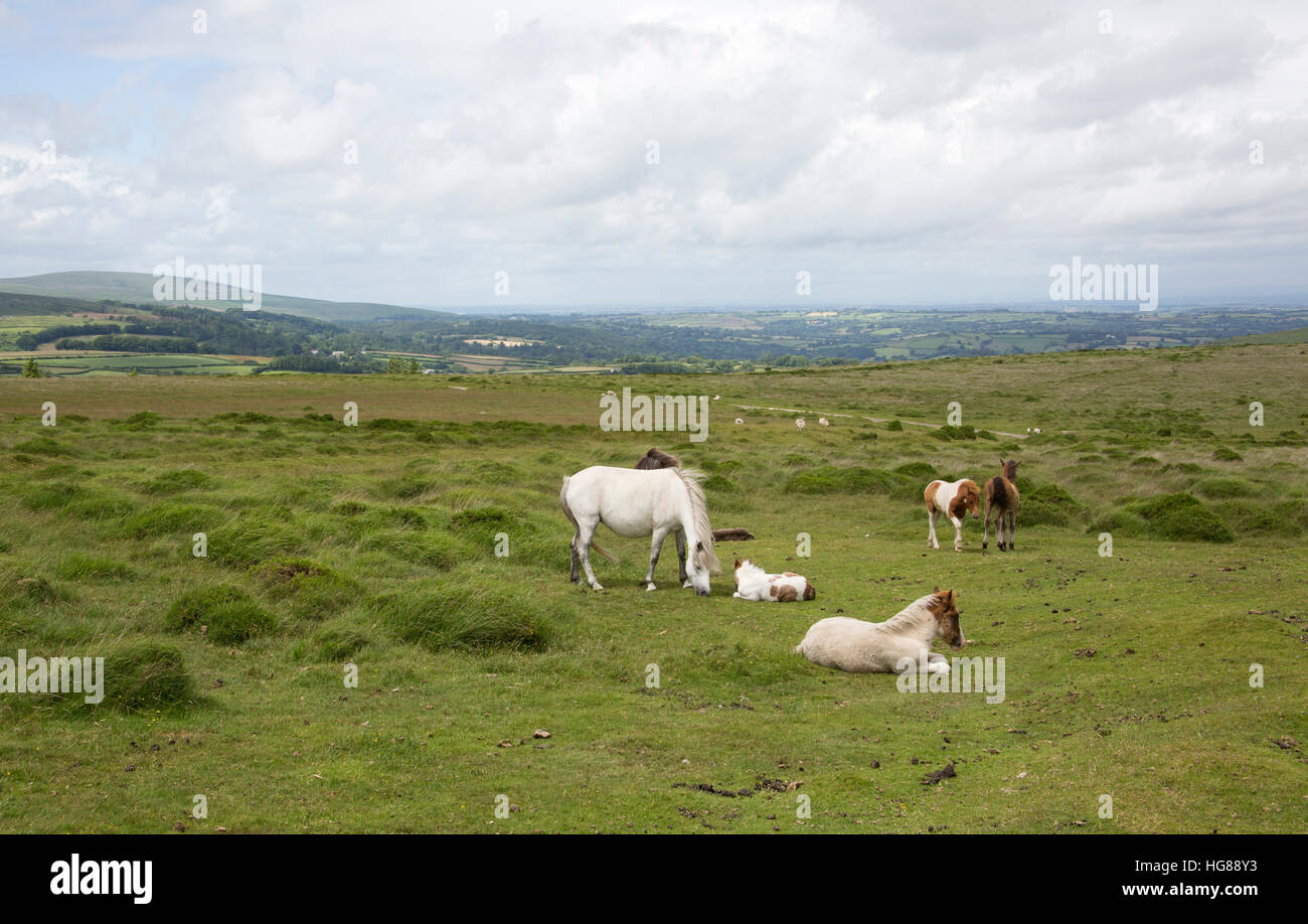 Dartmoor Ponies, small group feeding and resting on moorland, Dartmoor National Park, Devon, UK Stock Photo
