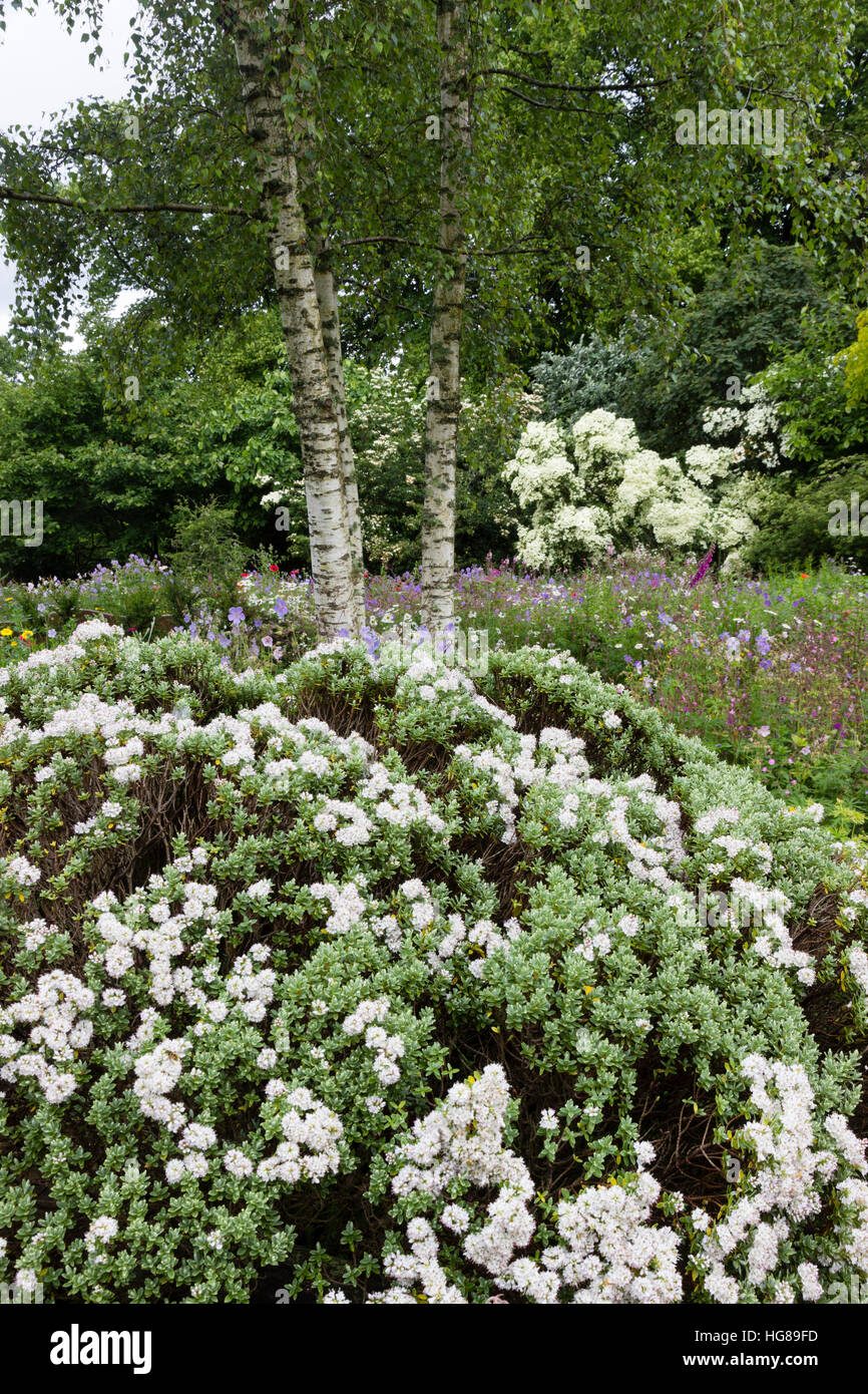 White flowers of Hebe 'Pewter Dome' dominate a June view over the Cottage Garden at The Garden House, Buckland Monachorum, Devon, UK Stock Photo