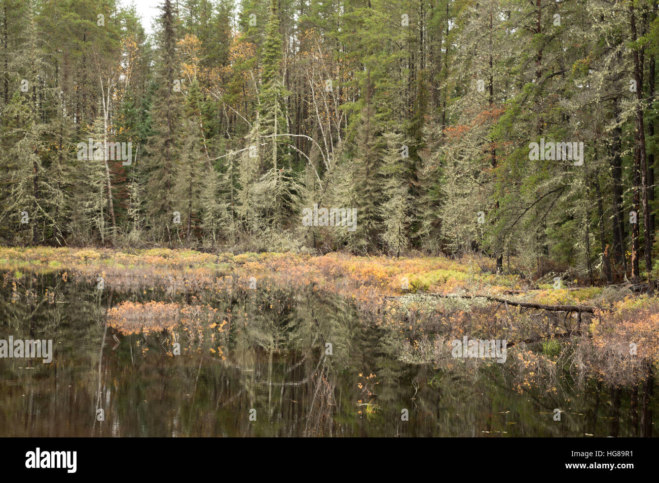 A calm, tranquil autumn image of the peace wilderness with spruce, fir and cedar trees, sage green with lichens, and mosses reflecting in the dead cal Stock Photo