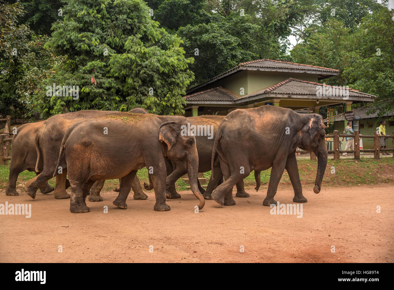 Sri Lanka: group of elephants in Pinnawala Stock Photo