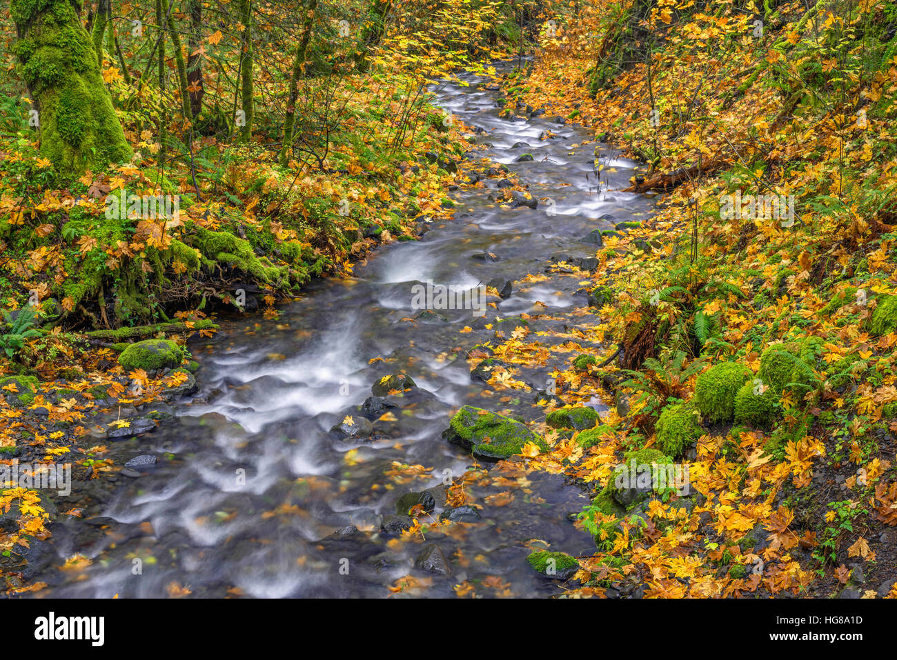 USA, Oregon, Columbia River Gorge National Scenic Area, Fallen leaves of bigleaf maple and forest border Gorton Creek in autumn. Stock Photo