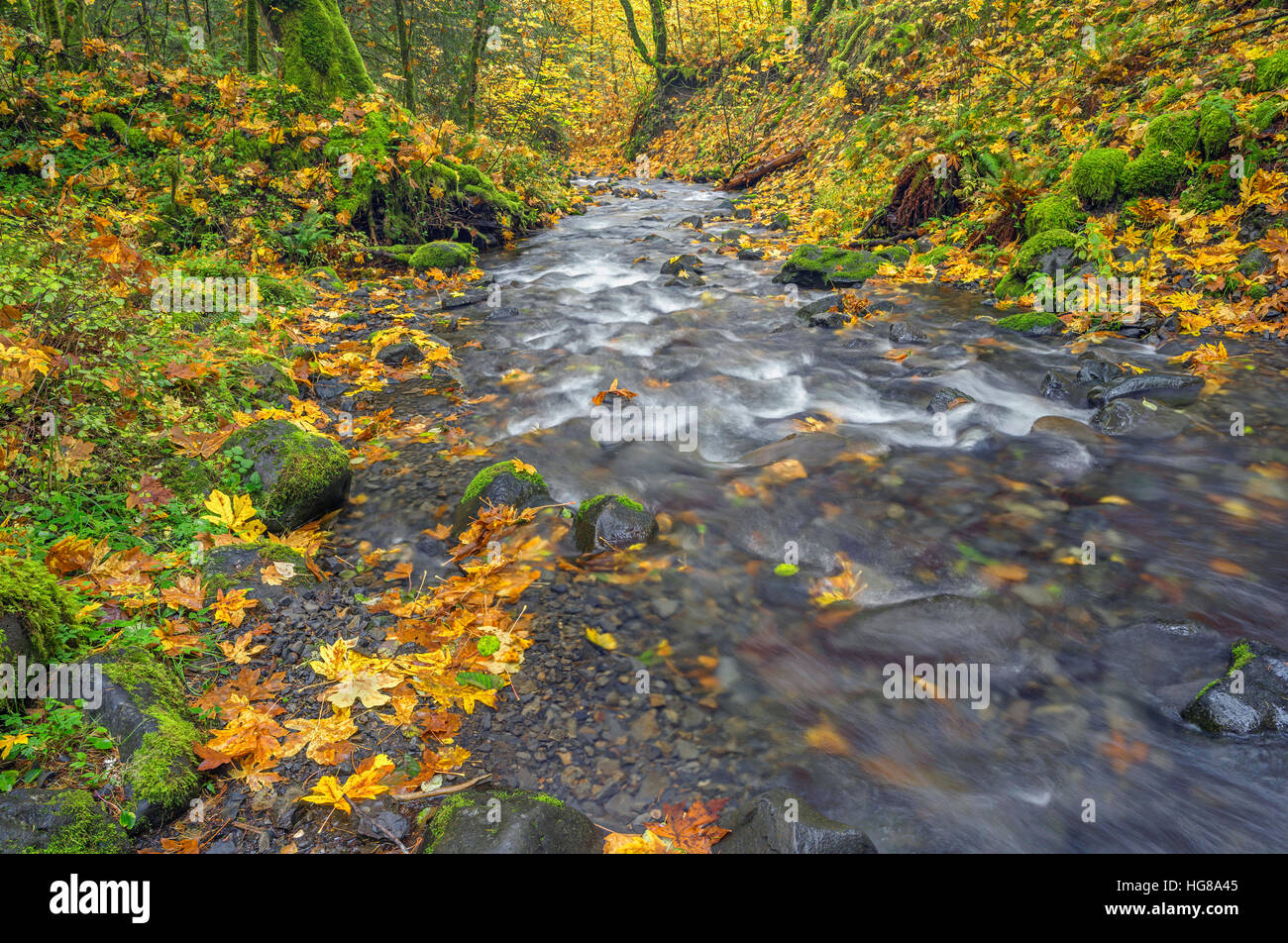 USA, Oregon, Columbia River Gorge National Scenic Area, Fallen leaves of bigleaf maple and forest border Gorton Creek in autumn. Stock Photo
