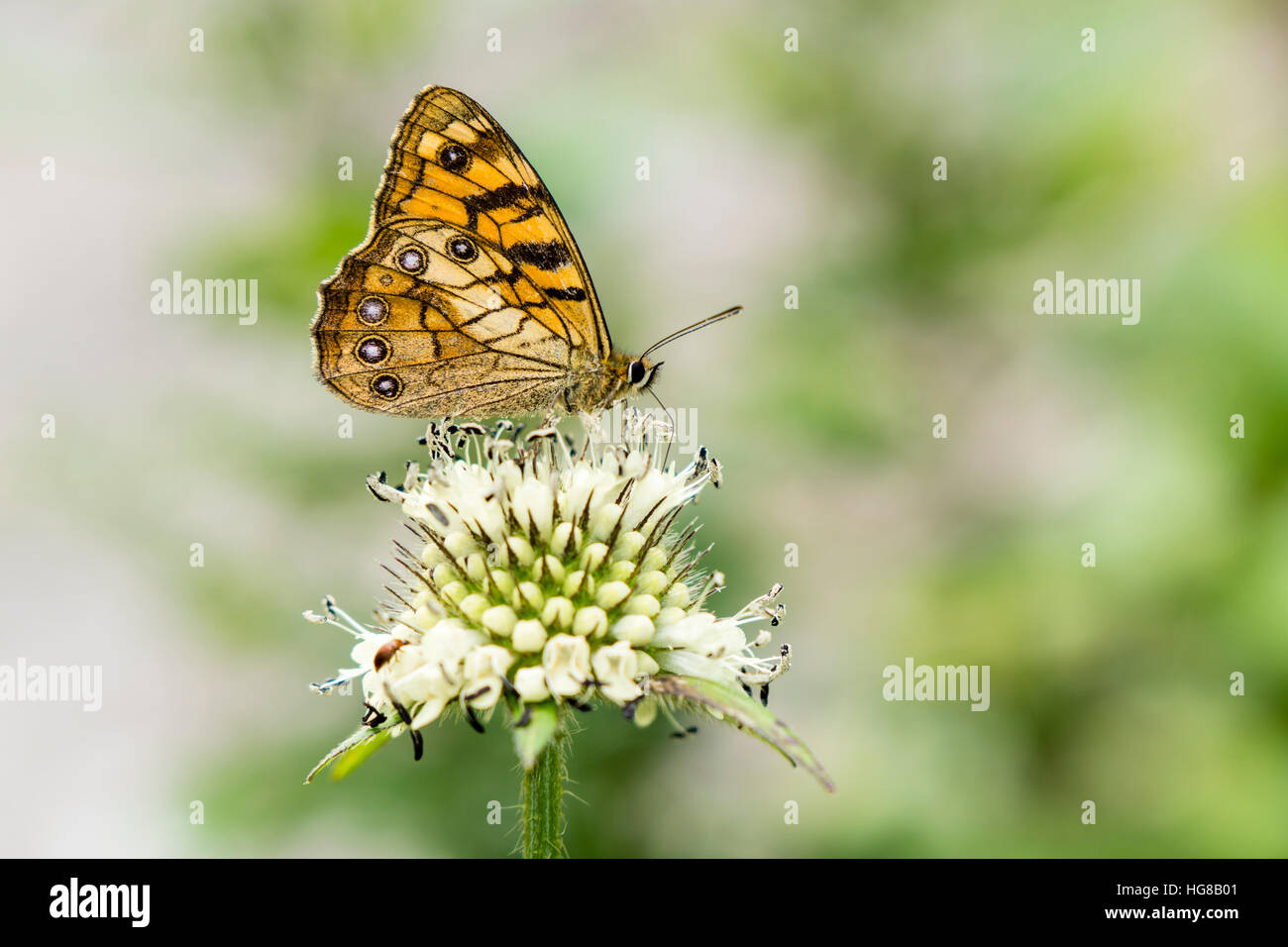 A yellow butterfly is siting on a white flower, Lower Pisang, Manang District, Nepal Stock Photo