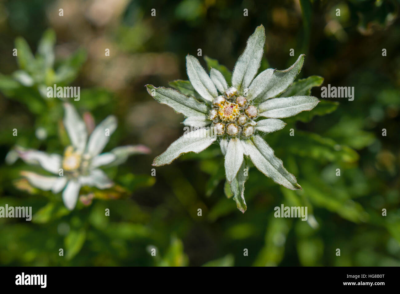 Edelweiss (Leontopodium monocephalum), Upper Marsyangdi valley, Manang District, Nepal Stock Photo