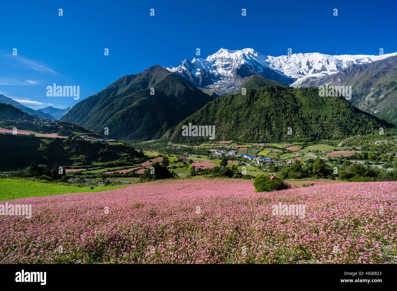 Agricultural landscape with the snowcapped mountain Annapurna 2, pink buckwheat fields in blossom, Upper Marsyangdi valley Stock Photo