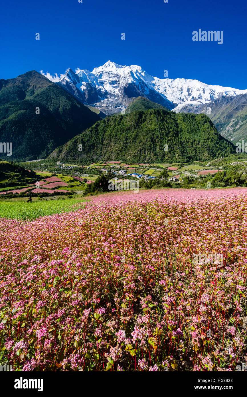 Agricultural landscape with the snowcapped mountain Annapurna 2, pink buckwheat fields in blossom, Upper Marsyangdi valley Stock Photo