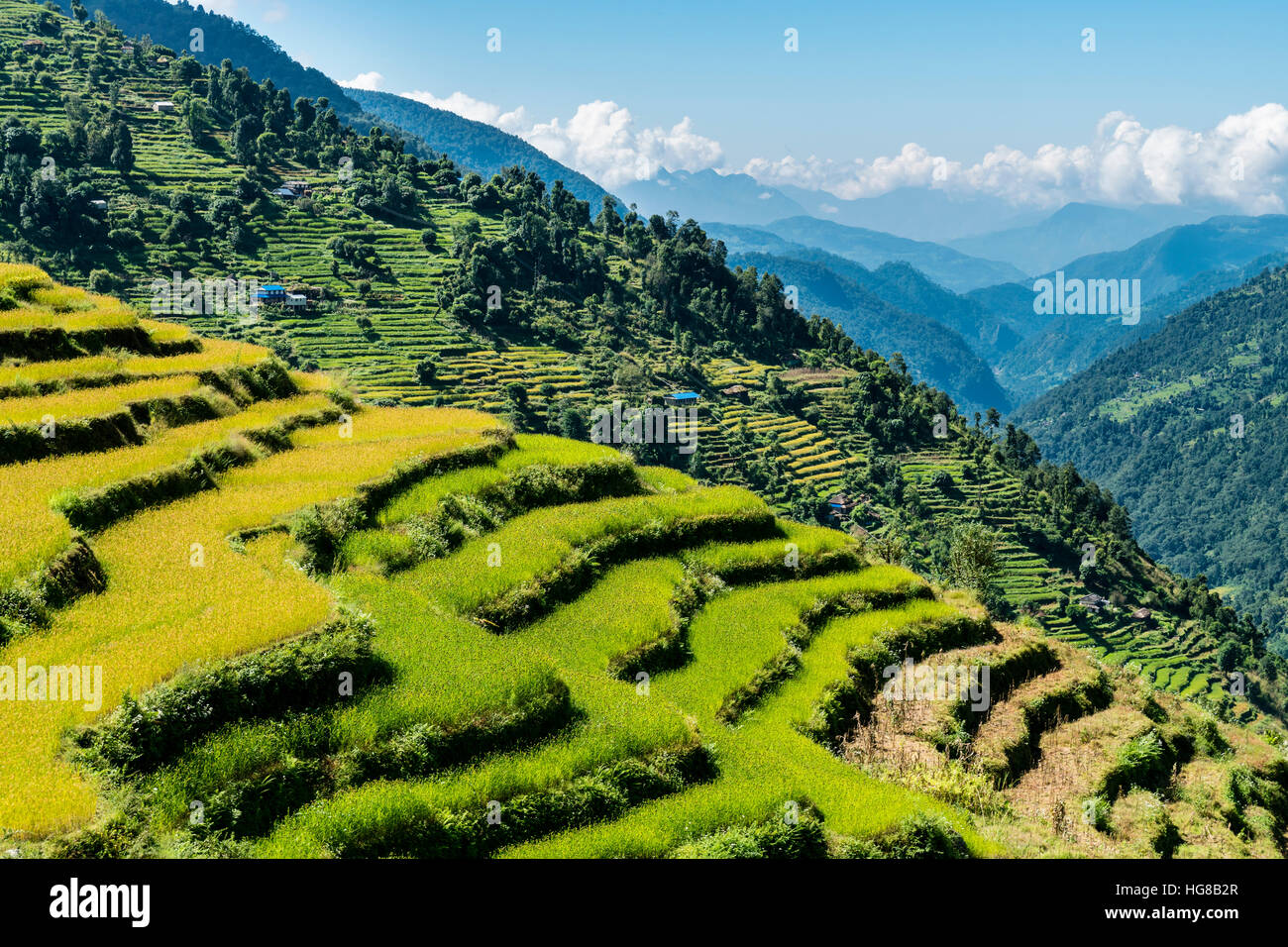 Agricultural landscape, green rice terraces and barley fields in Upper Modi Khola valley, Landruk, Kaski District, Nepal Stock Photo