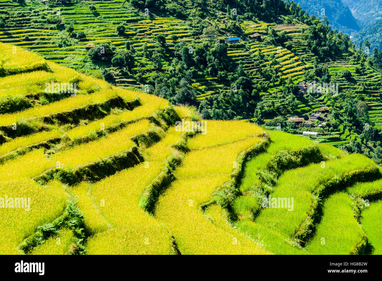 Agricultural landscape, green rice terraces and barley fields in Upper Modi Khola valley, Landruk, Kaski District, Nepal Stock Photo