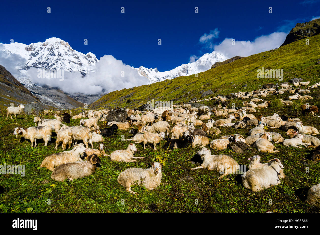 A herd of sheep is resting on a meadow, back snow covered Annapurna 1 North Face, right, and Annapurna South summit, left Stock Photo