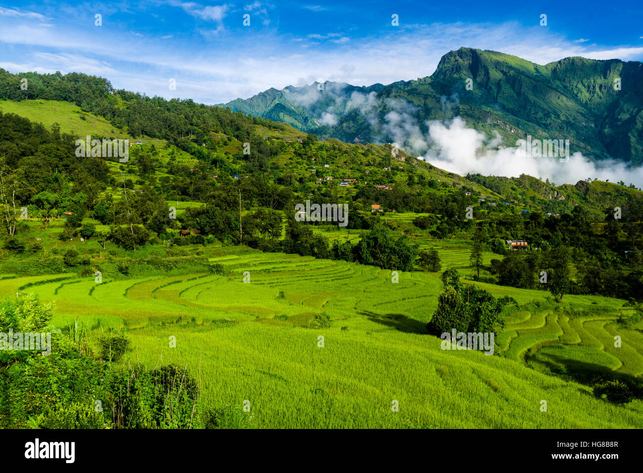 Agricultural landscape with green terrace rice fields, Chitre, Upper Kali Gandaki valley, Myagdi District, Nepal Stock Photo