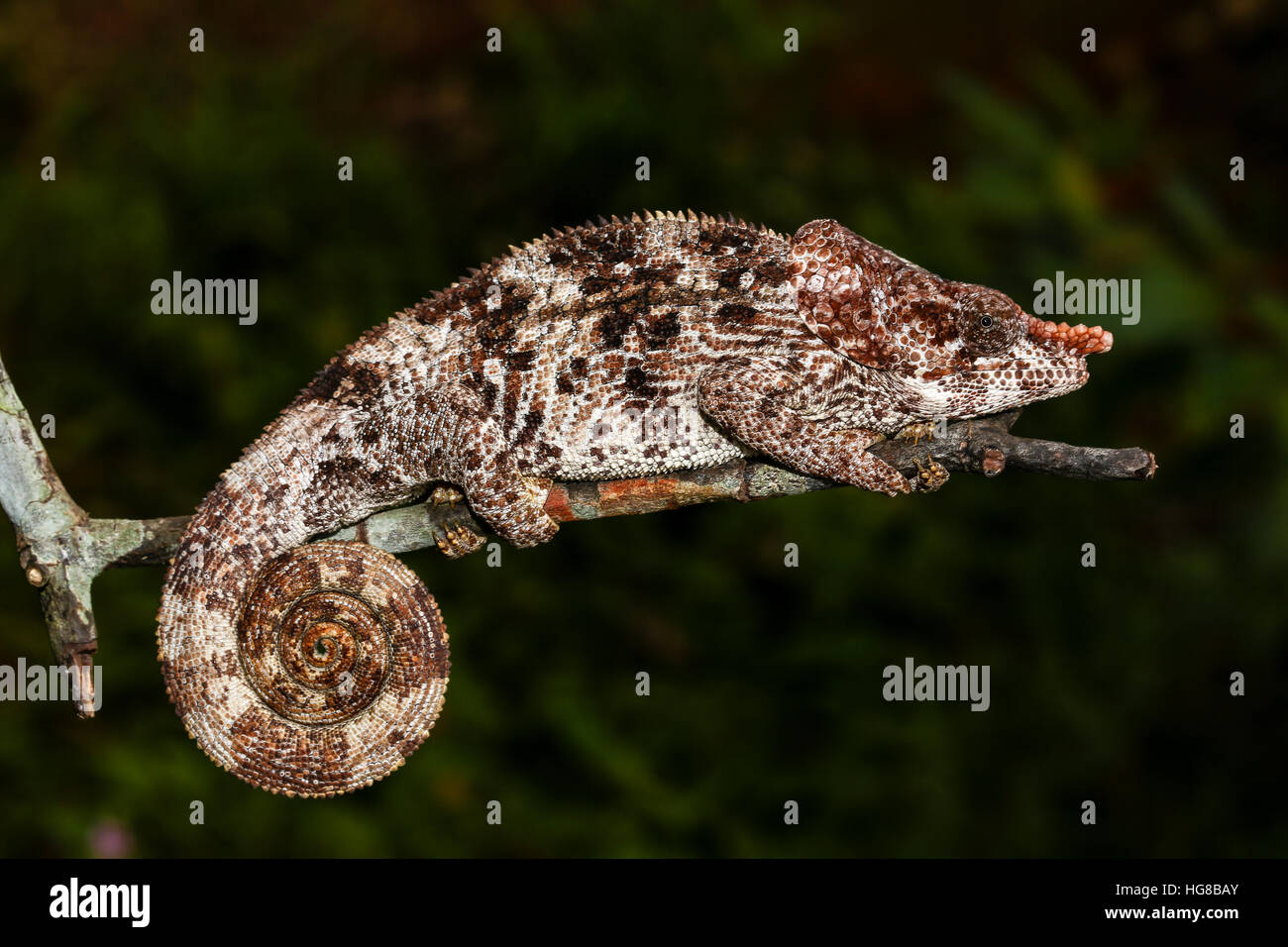 Male short-horned chameleon (Calumma brevicorne), Ampasimpotsy, Manakara, Madagascar Stock Photo