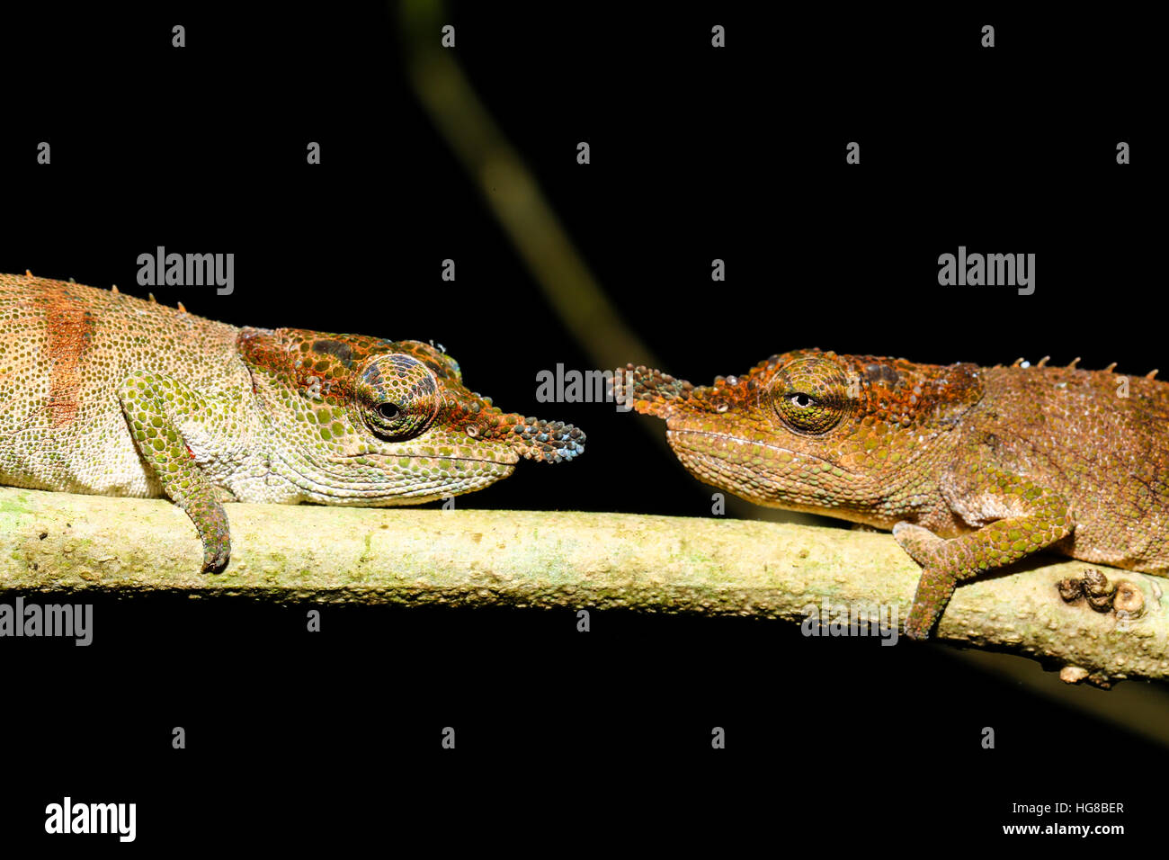 Chameleons (Calumma linotum), couple, Amber Mountain National Park, Diana, Madagascar Stock Photo