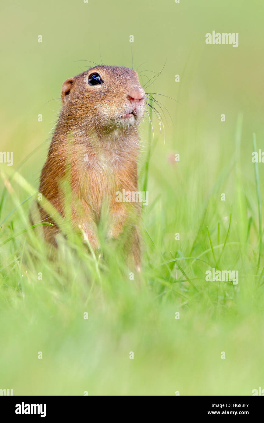 European ground squirrel (Spermophilus citellus) in grass, Kiskunság National Park, Hungary Stock Photo
