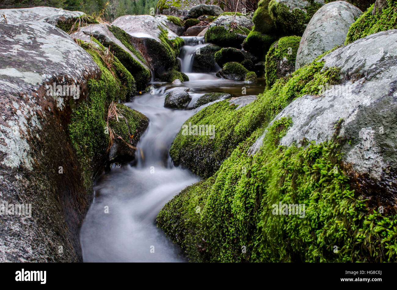 Stream flowing through moss covered rocks in forest Stock Photo