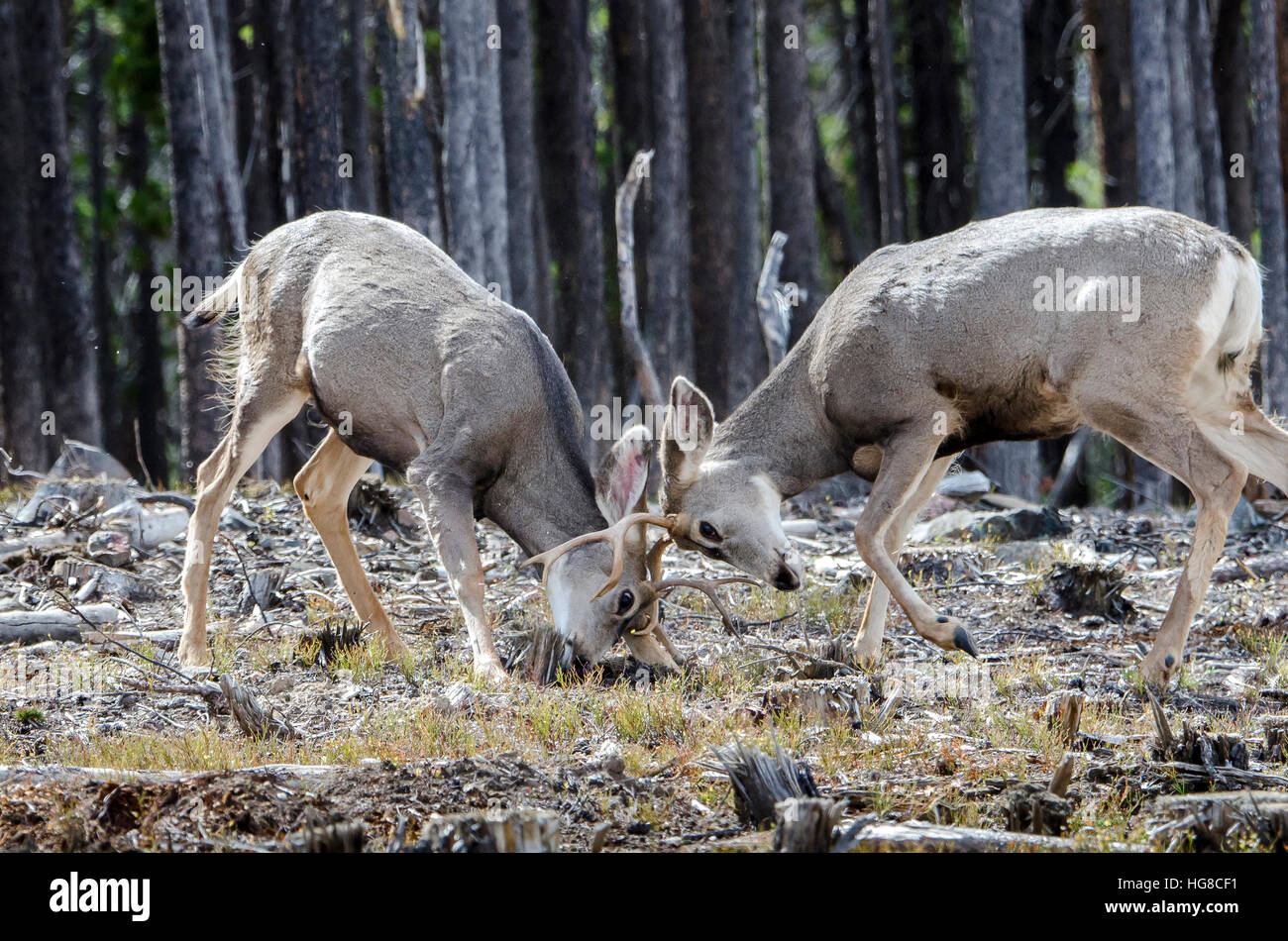 Stags fighting hi-res stock photography and images - Alamy