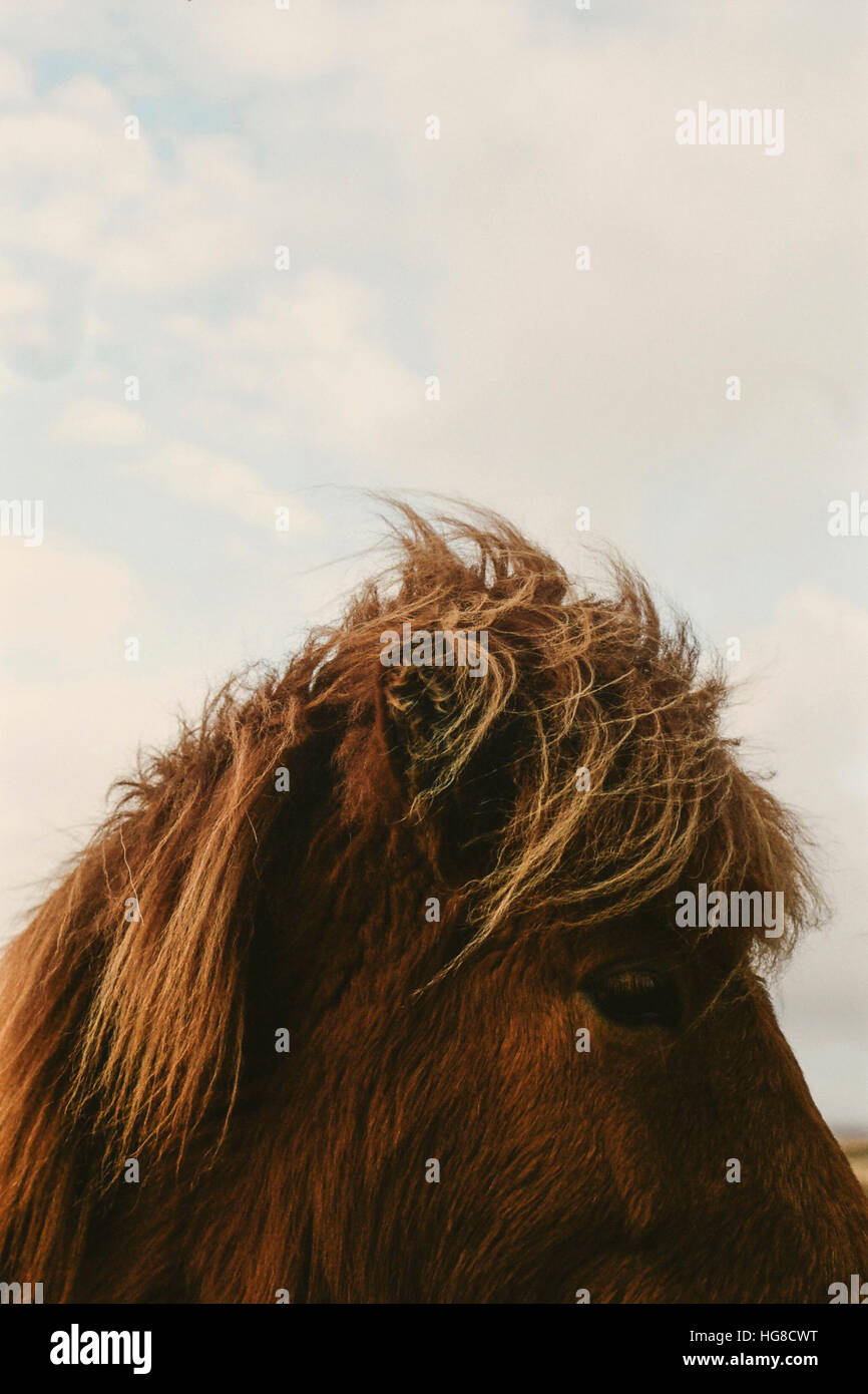 Close-up of horse against cloudy sky Stock Photo