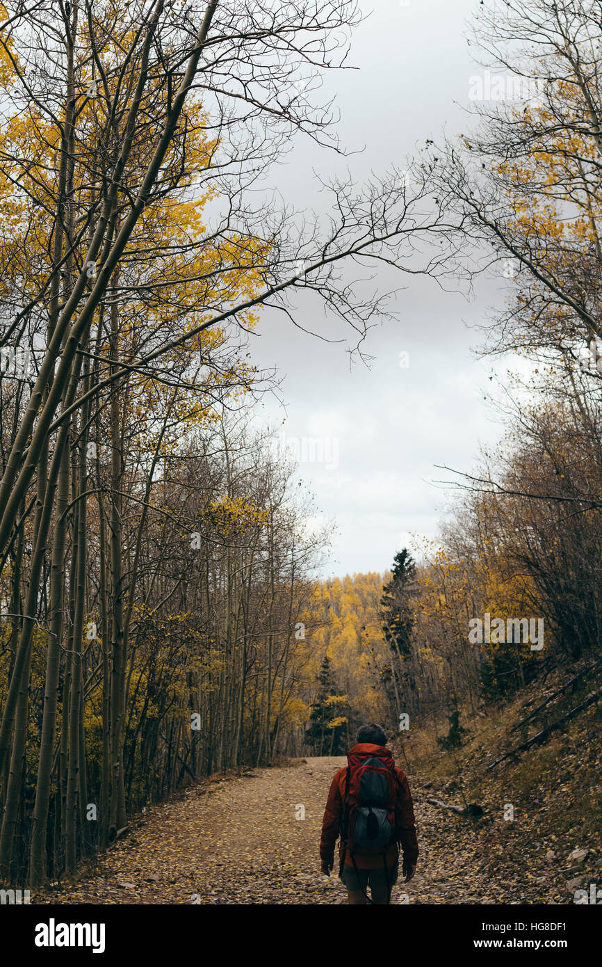 Rear view of woman with backpack walking in forest Stock Photo - Alamy