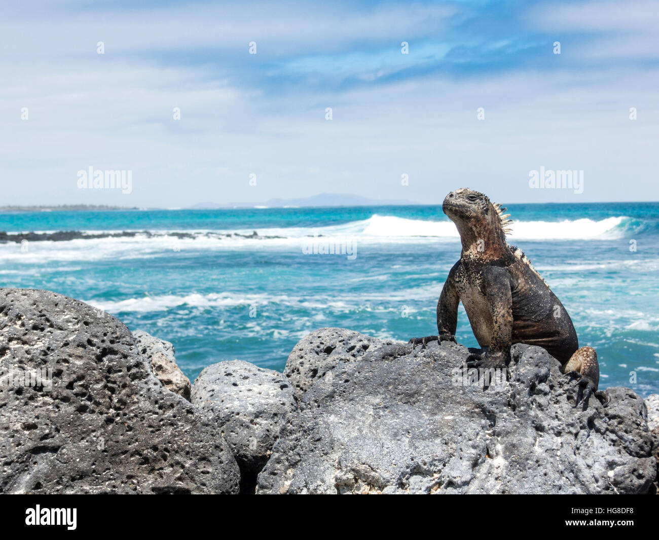 Marine iguana on rock at beach against sky Stock Photo