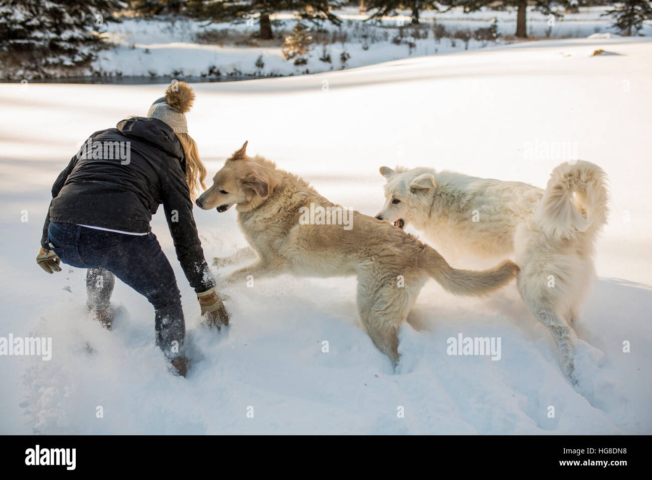 Woman Playing Two Dogs High Resolution Stock Photography and Images - Alamy