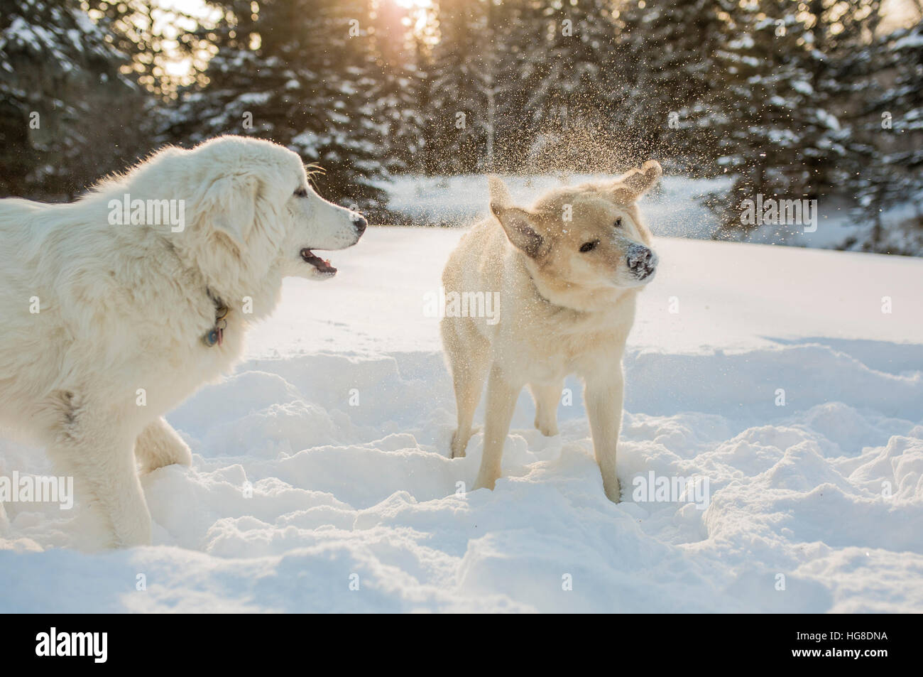 Dogs playing on snow covered field Stock Photo - Alamy