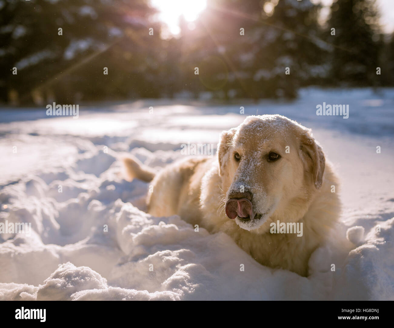 Dog sticking out tongue while relaxing on snow covered field Stock Photo